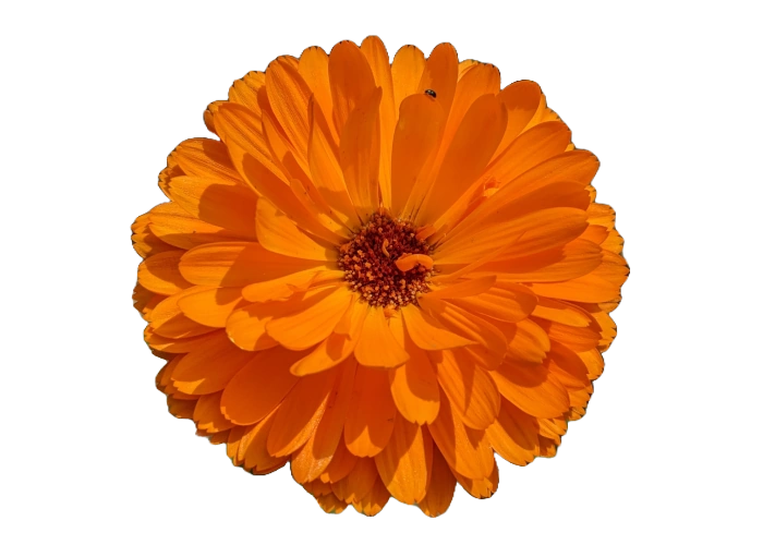 Calendula